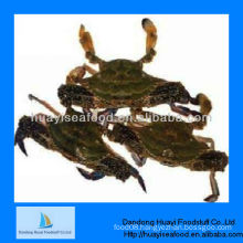 frozen crab blue swimming live crab